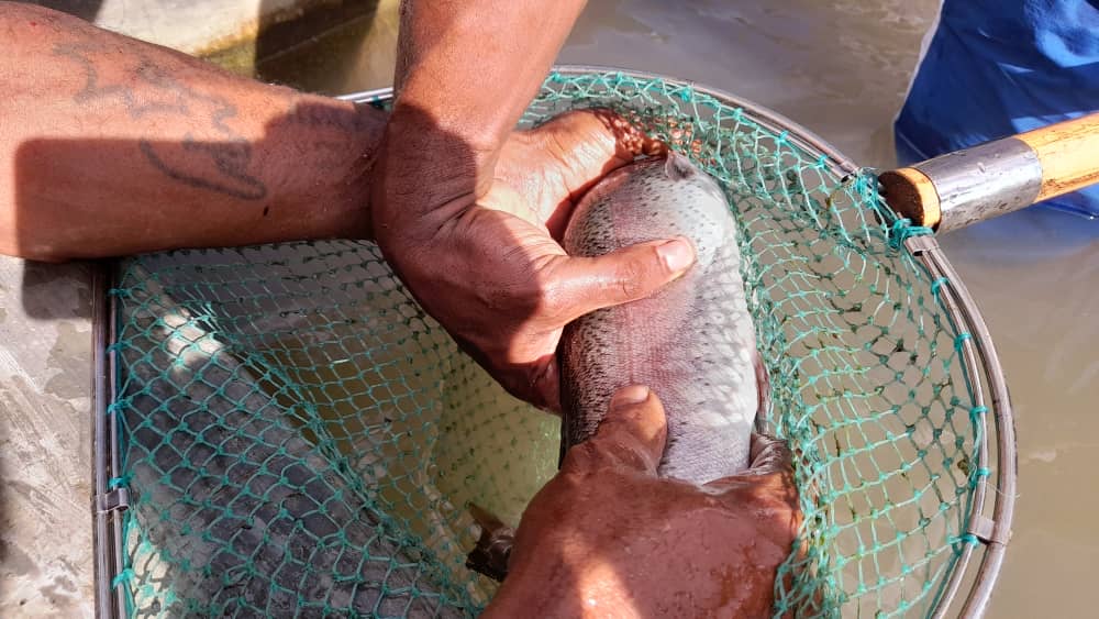 Fish Farmimg