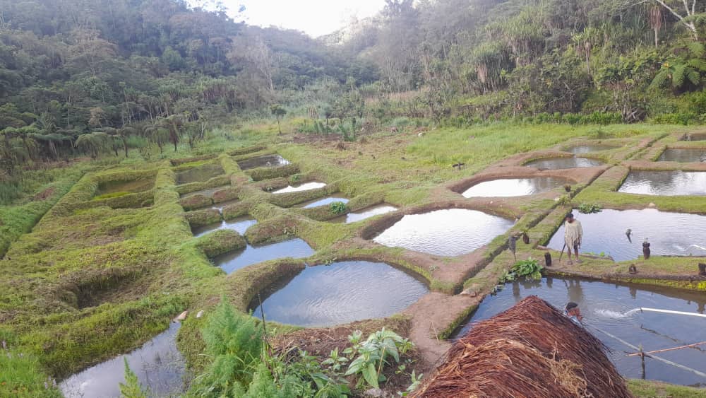 Fish Pond